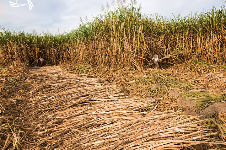 Zafra: El periodo de cosecha de azúcar en México